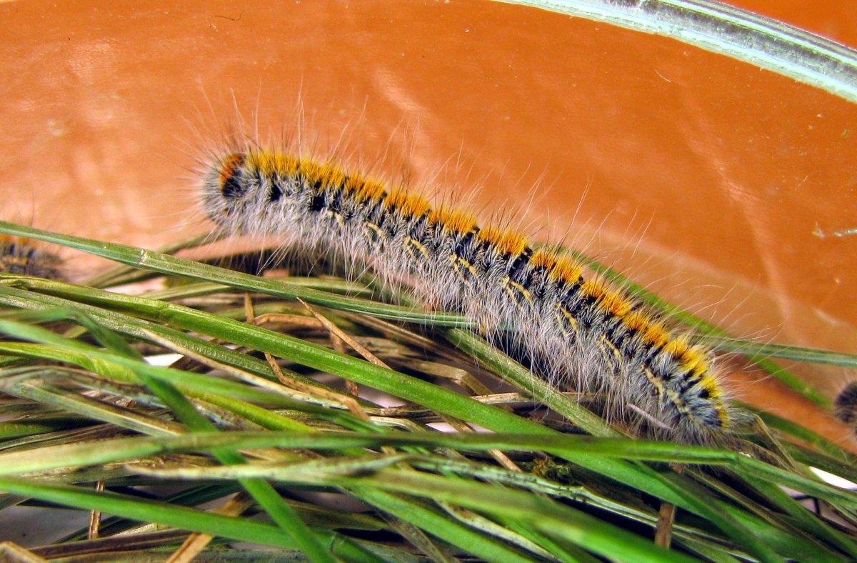Lasiocampidae гусеница бабочки