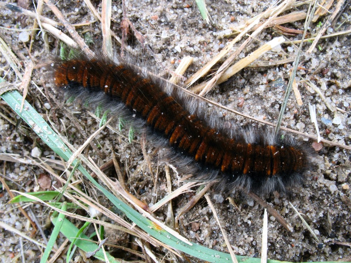 Коконопряд малинный гусеница