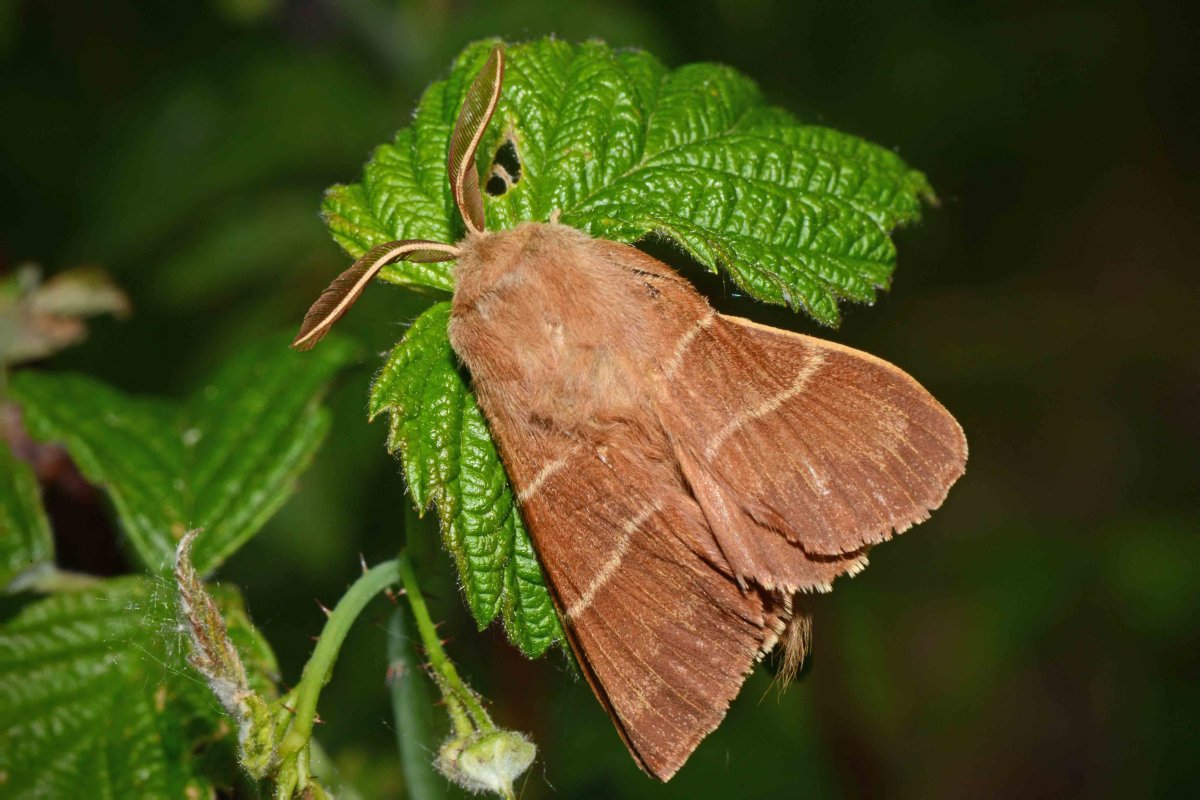 Мадагаскарская Комета гусеница