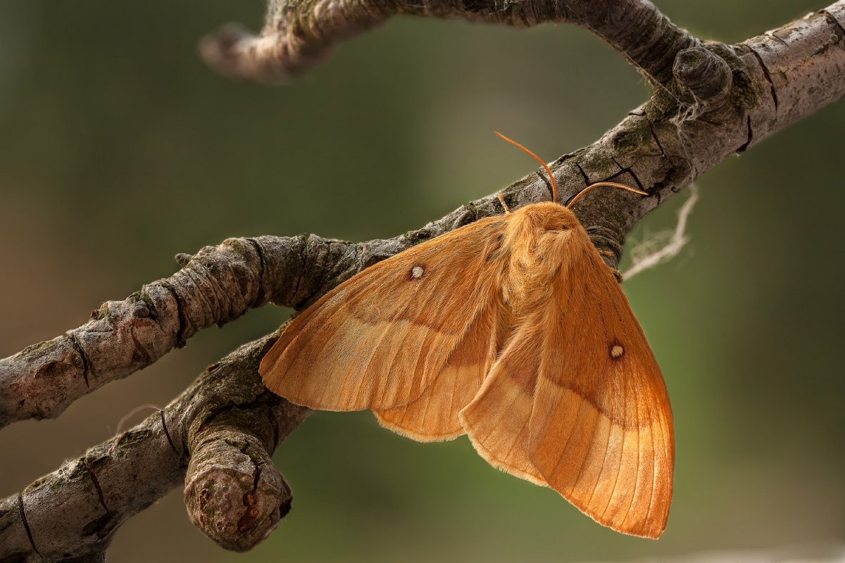 Lasiocampidae гусеница