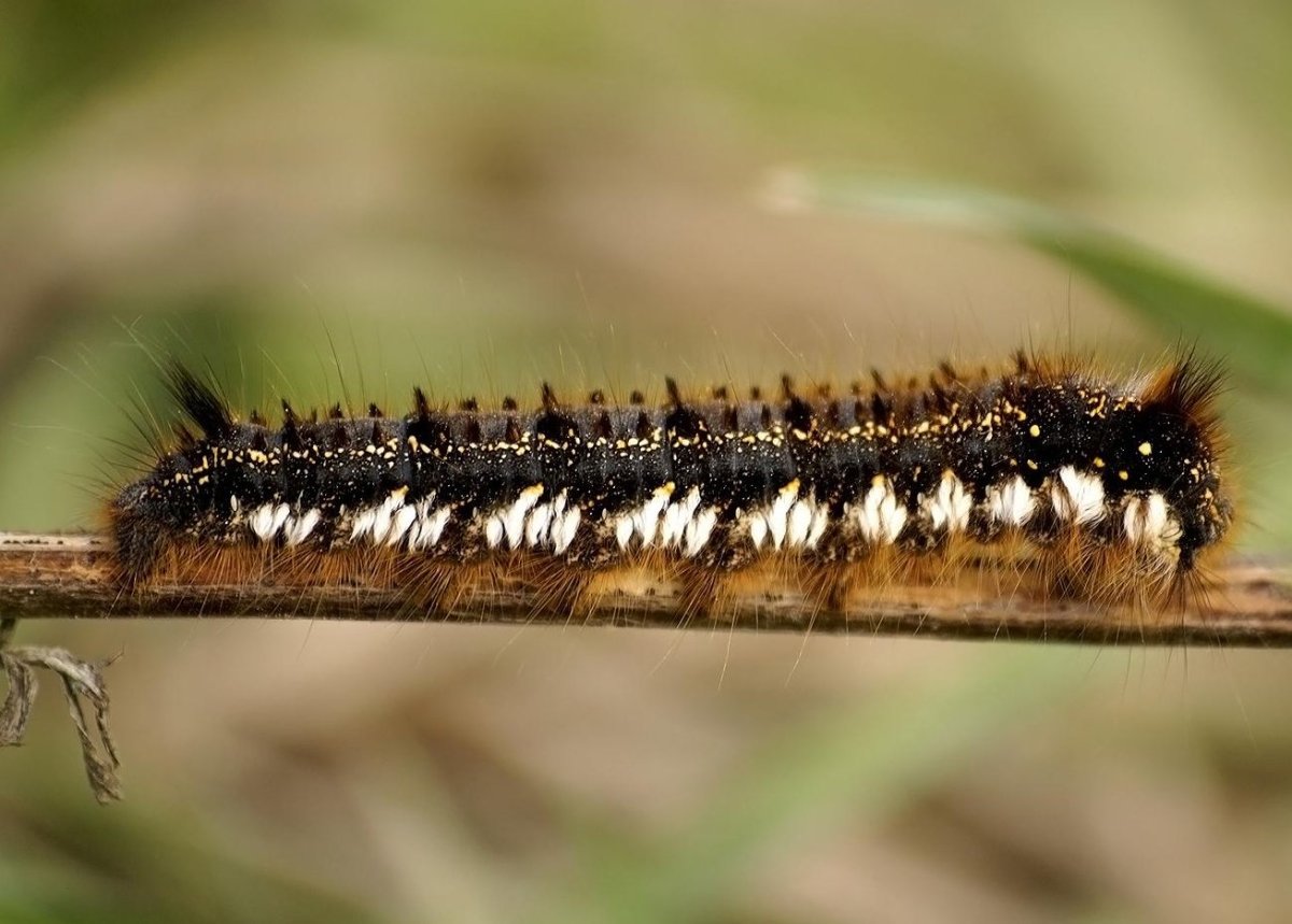 Гусеница совки луночни