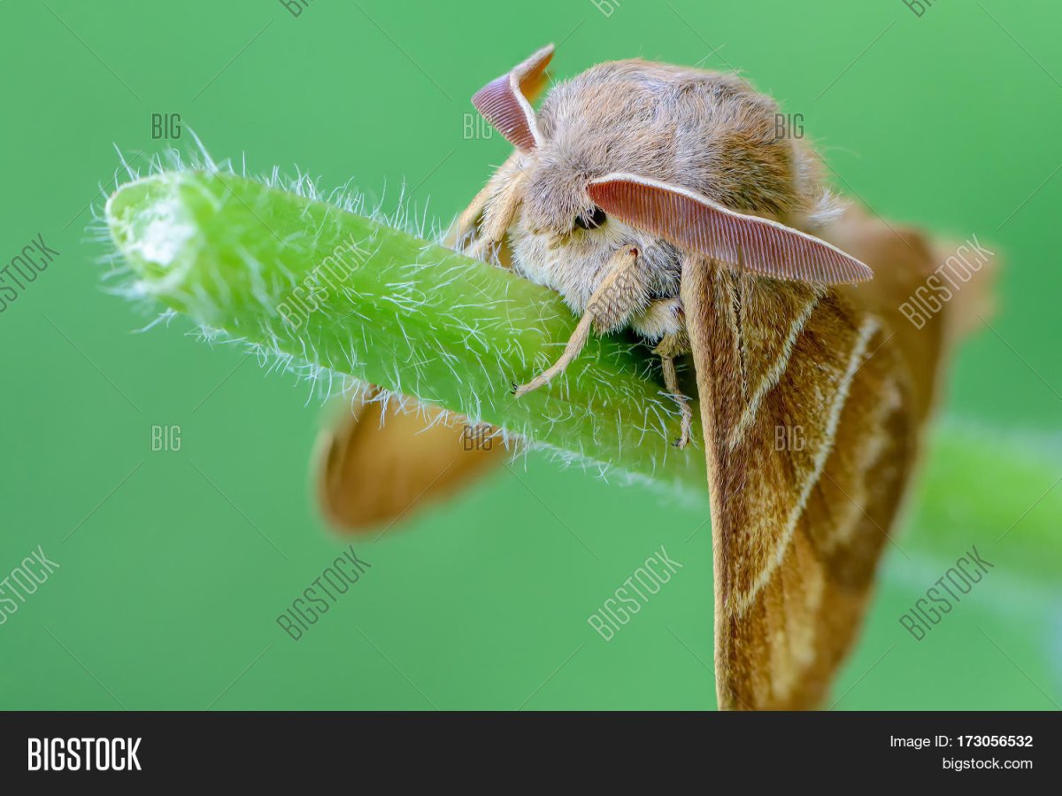 Коконопряд малинный