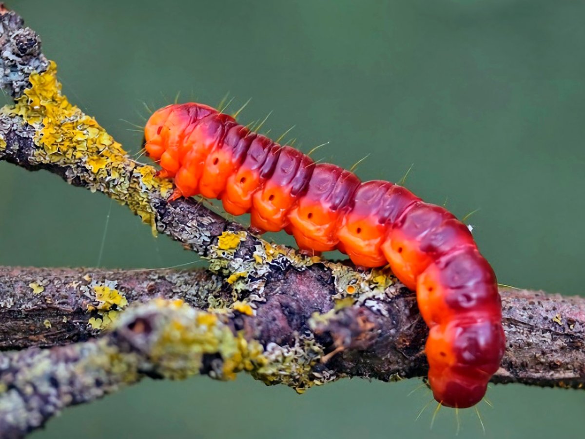 Коконопряд малинный гусеница