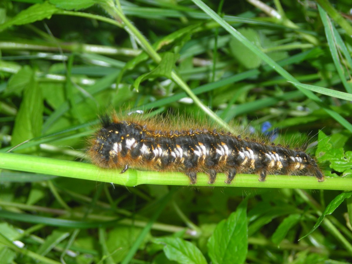 Гусеница амброзиевой совки