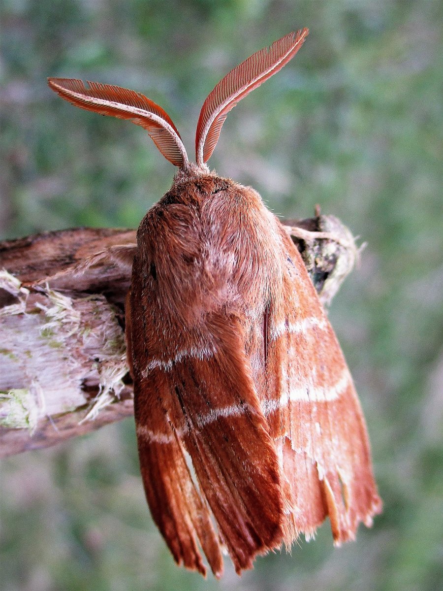 Полосатый коконопряд гусеница