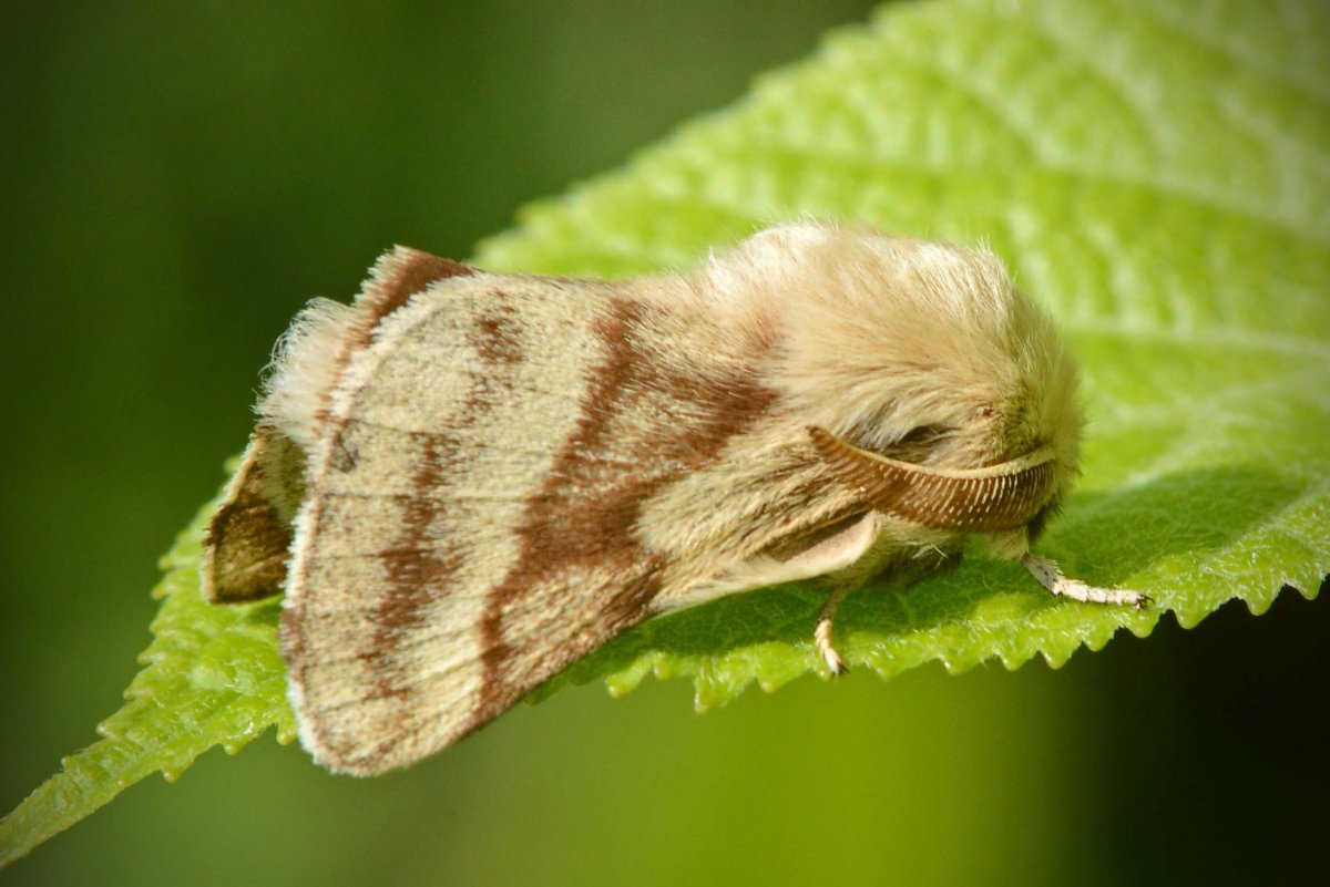 Macrothylacia Rubi Macrothylacia Rubi, Caterpillar nemo5576