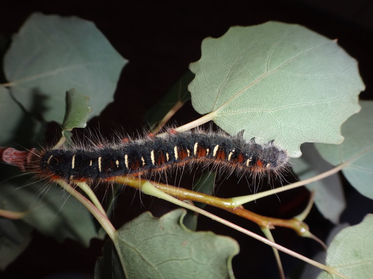 Коконопряд малинный бабочка