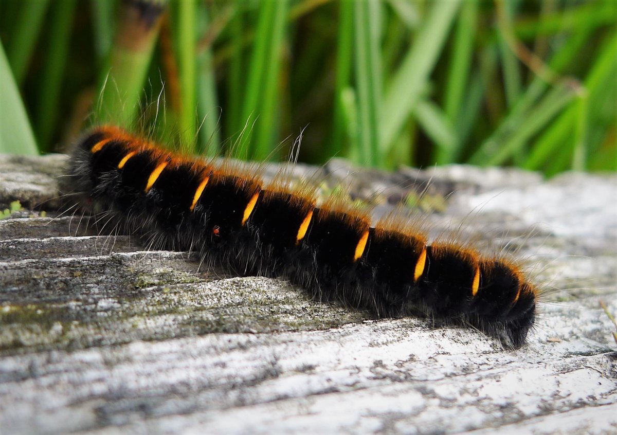 Бабочка коконопряд Тополевый