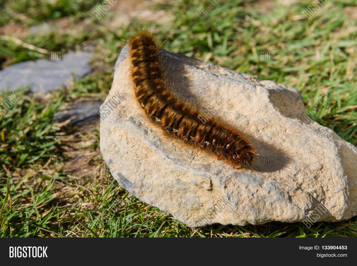 Гусеница можжевеловой моли