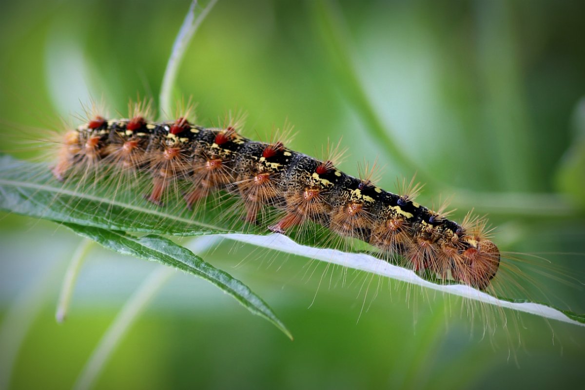Гусеница бабочки капустницы