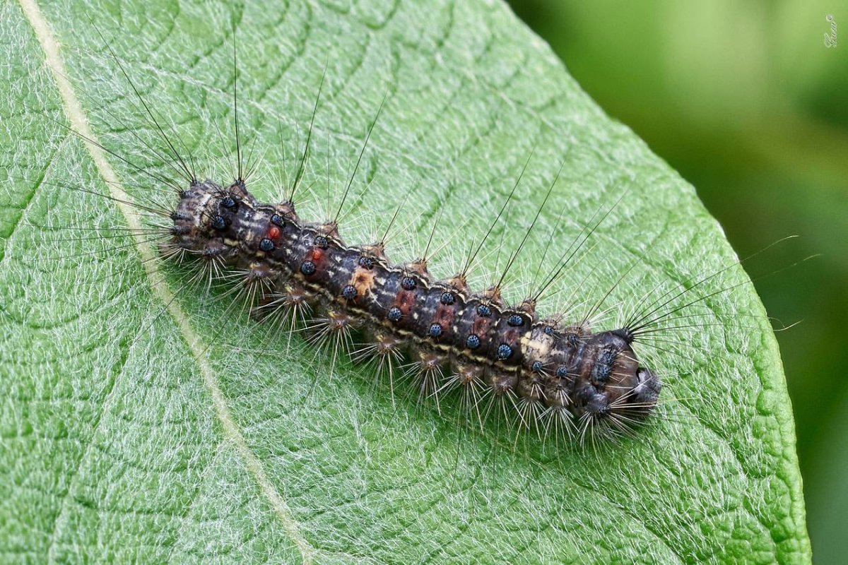 Гусеница на листике