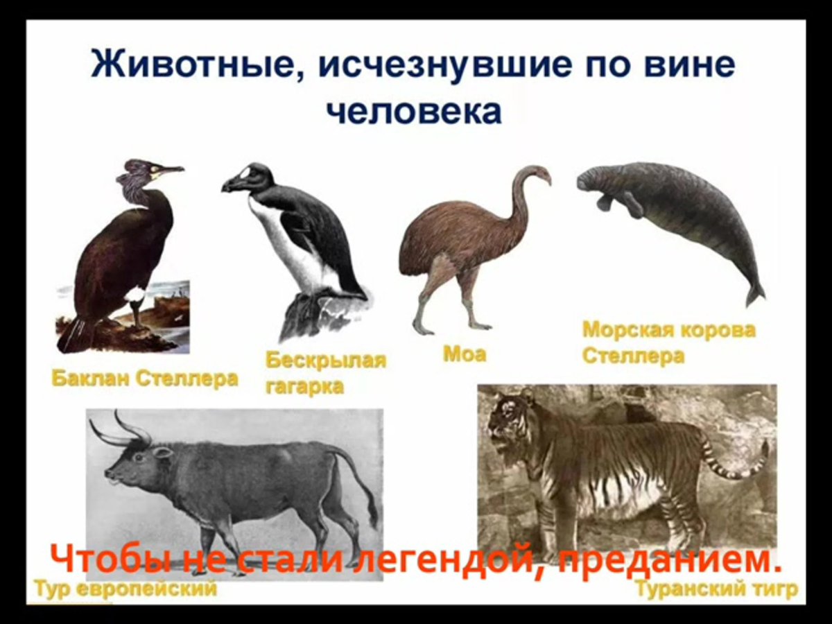 Животные исчезнувшие по вине человека