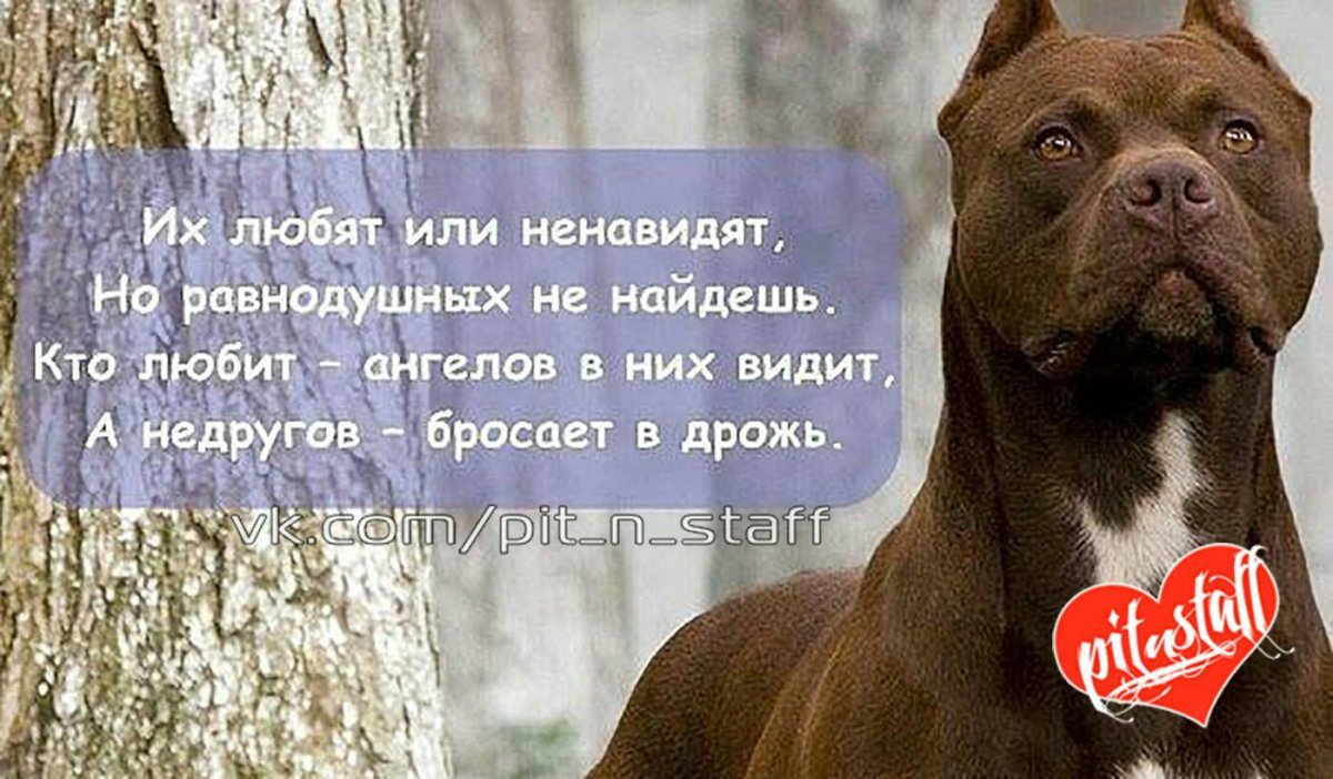 Стафф собака в профиль