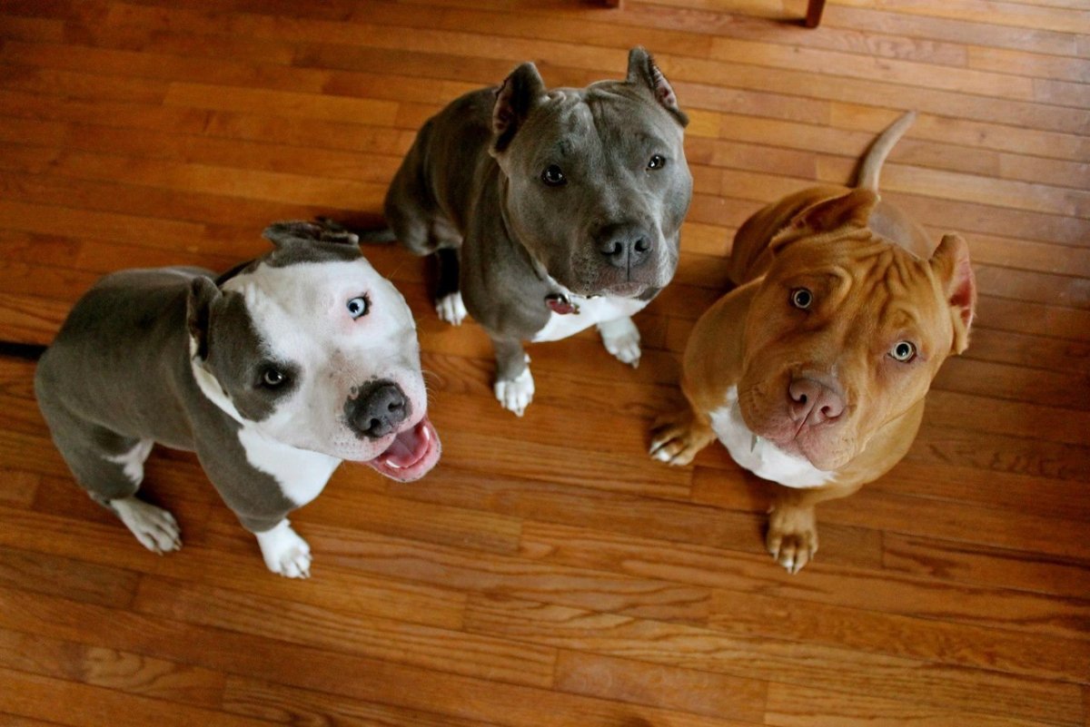 Чёрный питбуль с голубыми глазами