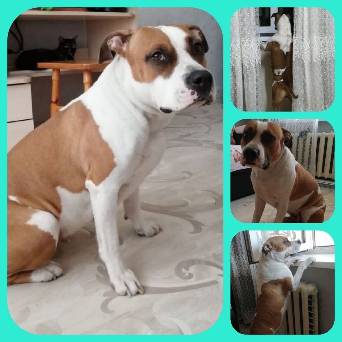 Приколы со стаффами