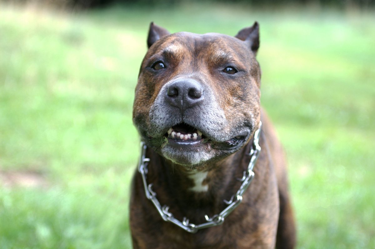 Питбуль на поводке