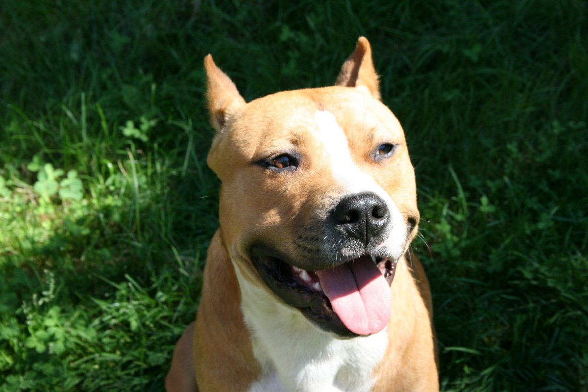 Стаффорд пацаны фото