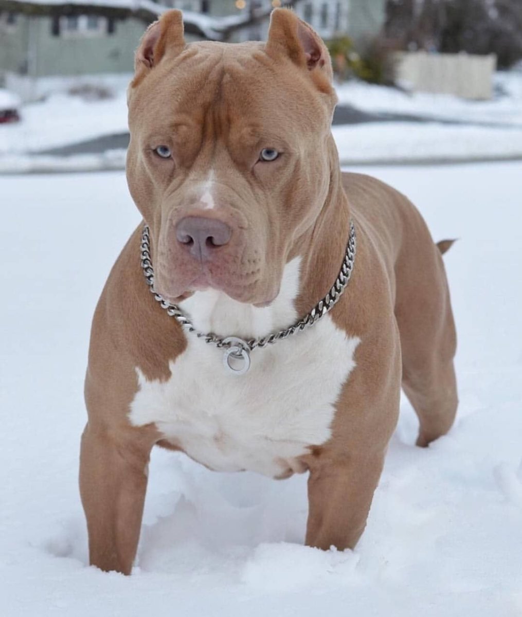 Стаффордширский терьер лает