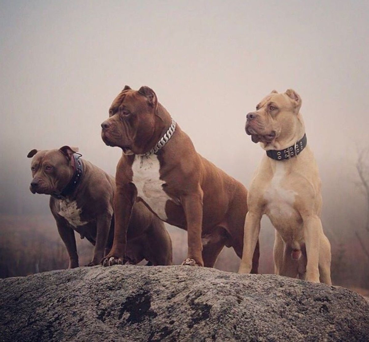 Стаффордширский бультерьер щенок серый