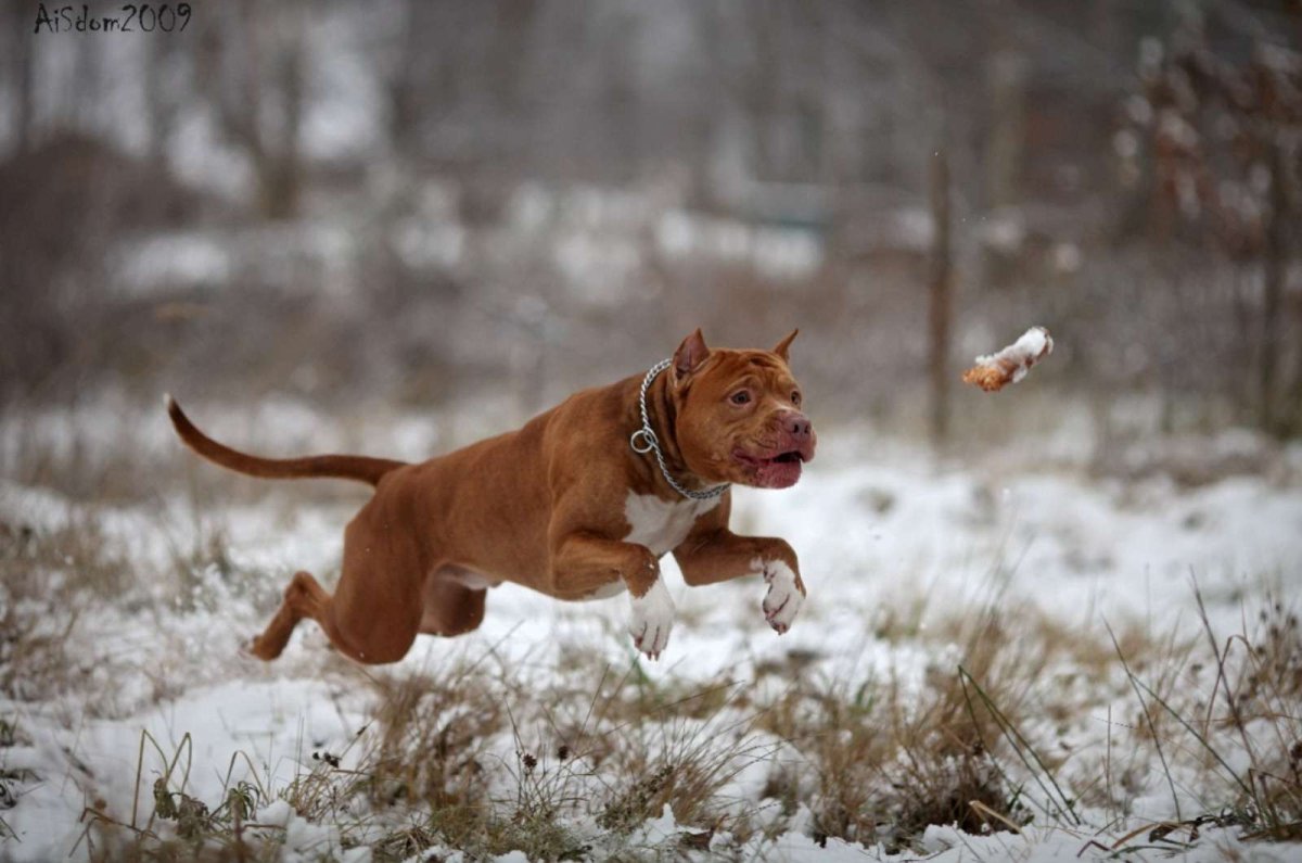 Питбуль скучает