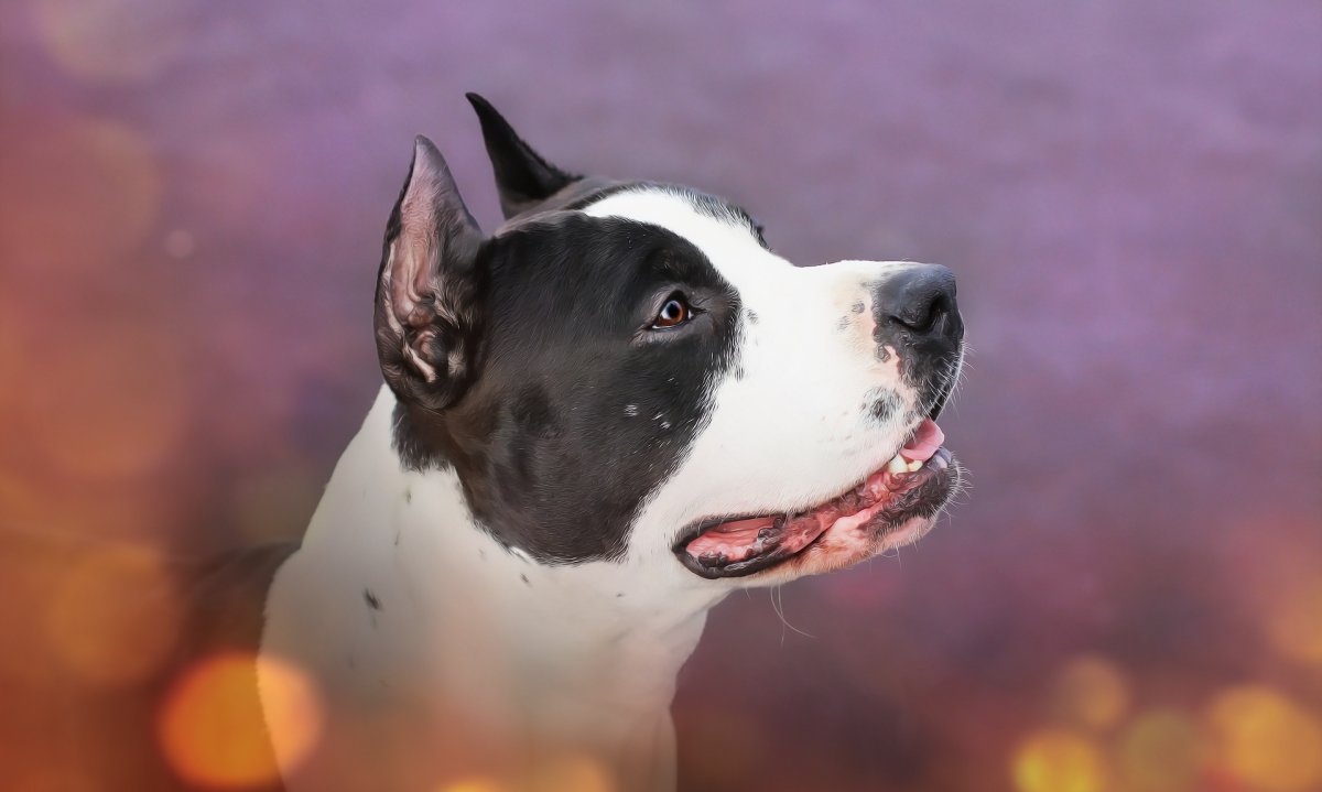 Американский питбультерьер