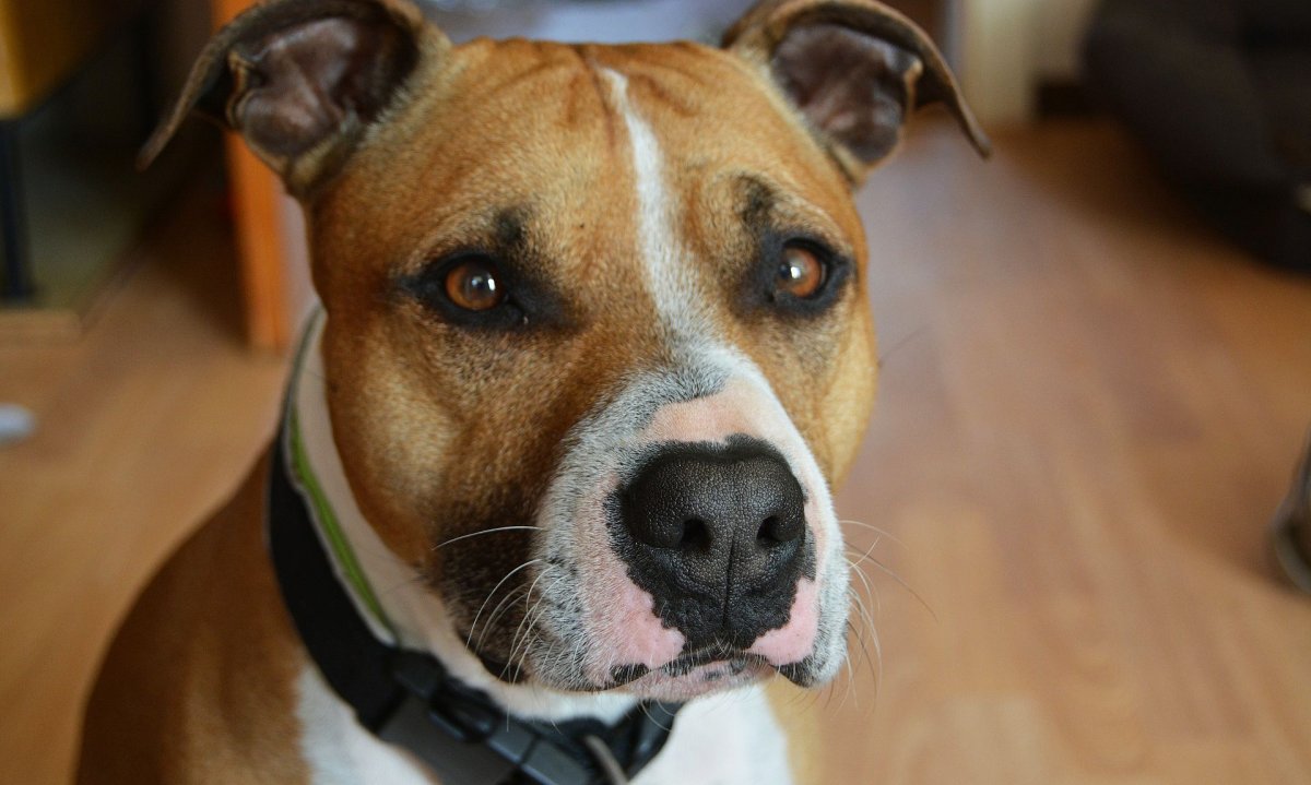 Авы питбуля