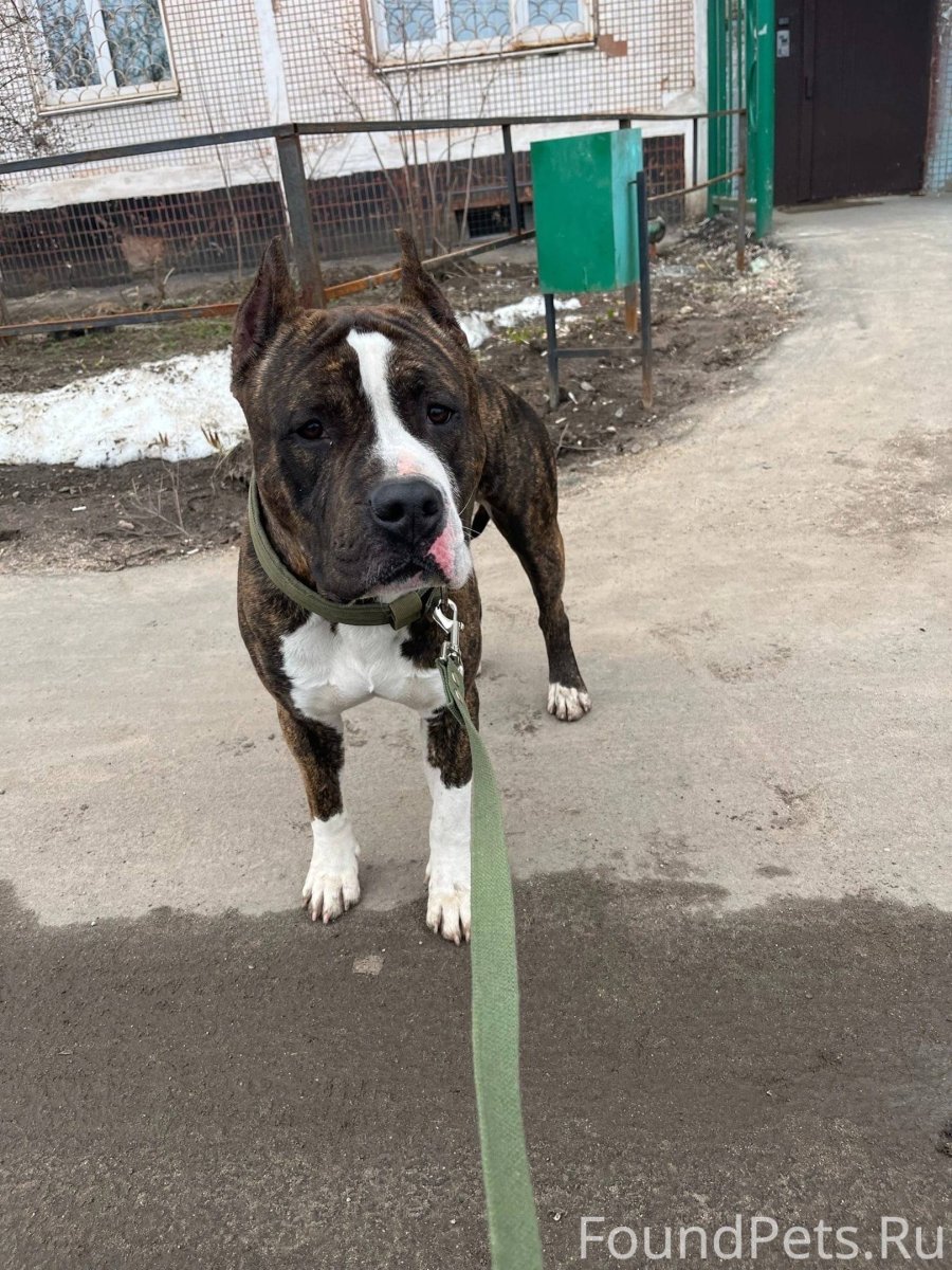 Американский стаффордширский терьер