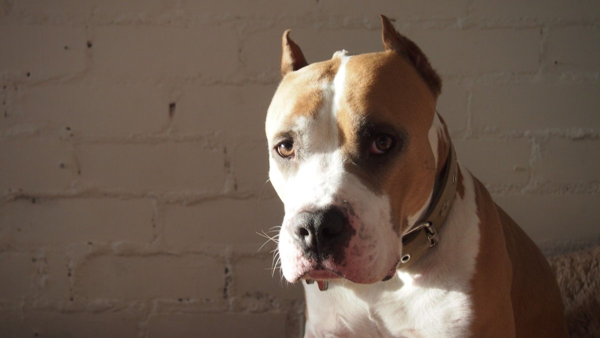 Американский стаффордширский терьер атака