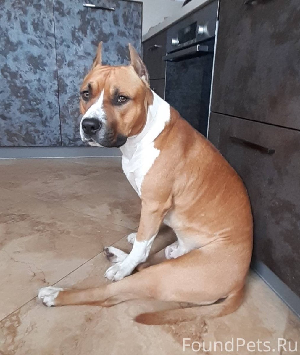 Амстафф и питбуль