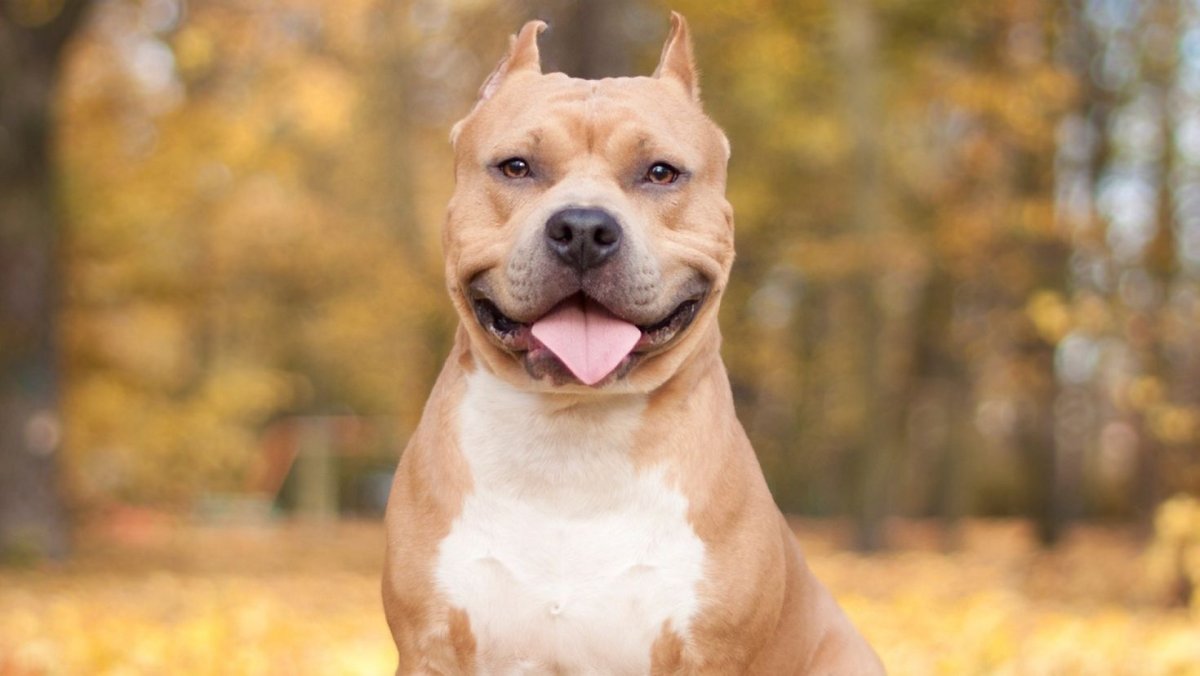 Американский бандог бультерьер