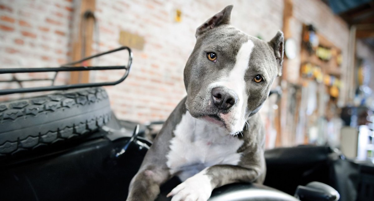 Американский бандог бультерьер