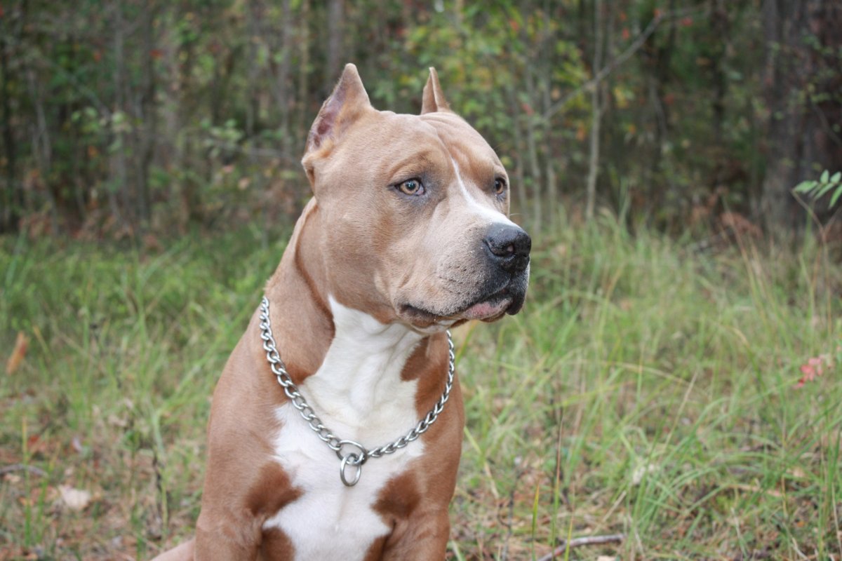 Крутая собака питбуль