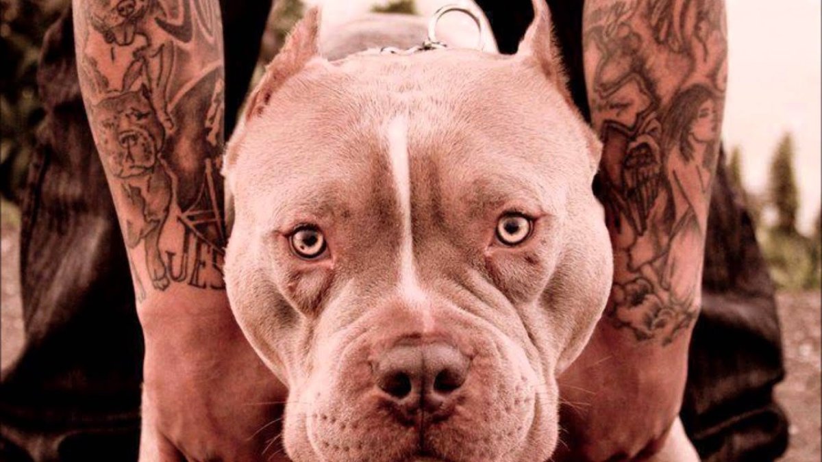 Амстафф и питбуль