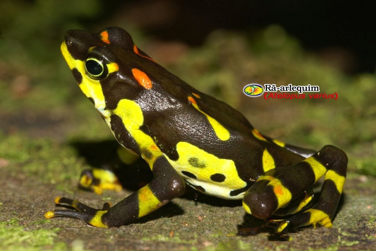 Пятнистый Арлекин лягушка