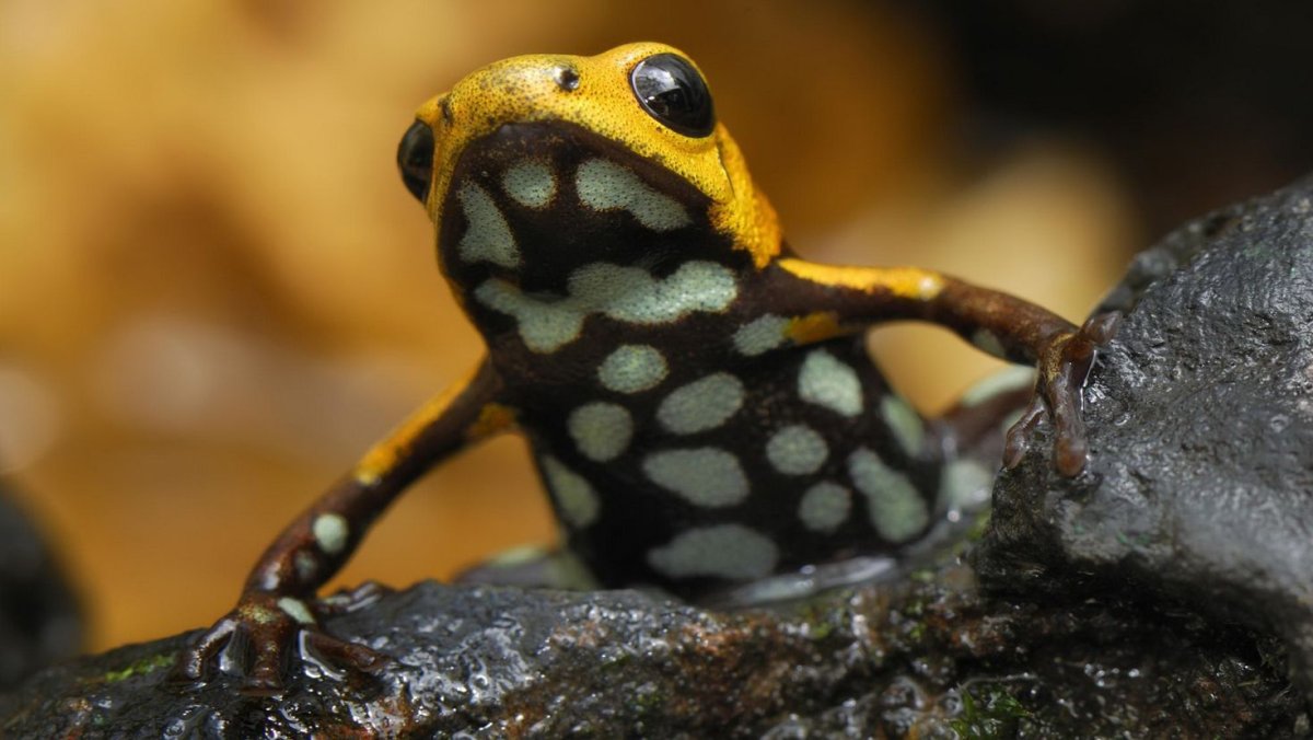 Жаба Гвианский Арлекин