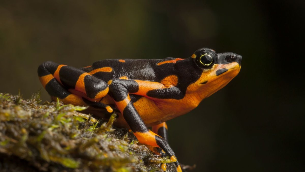 Лягушка Арлекин Коста Рика