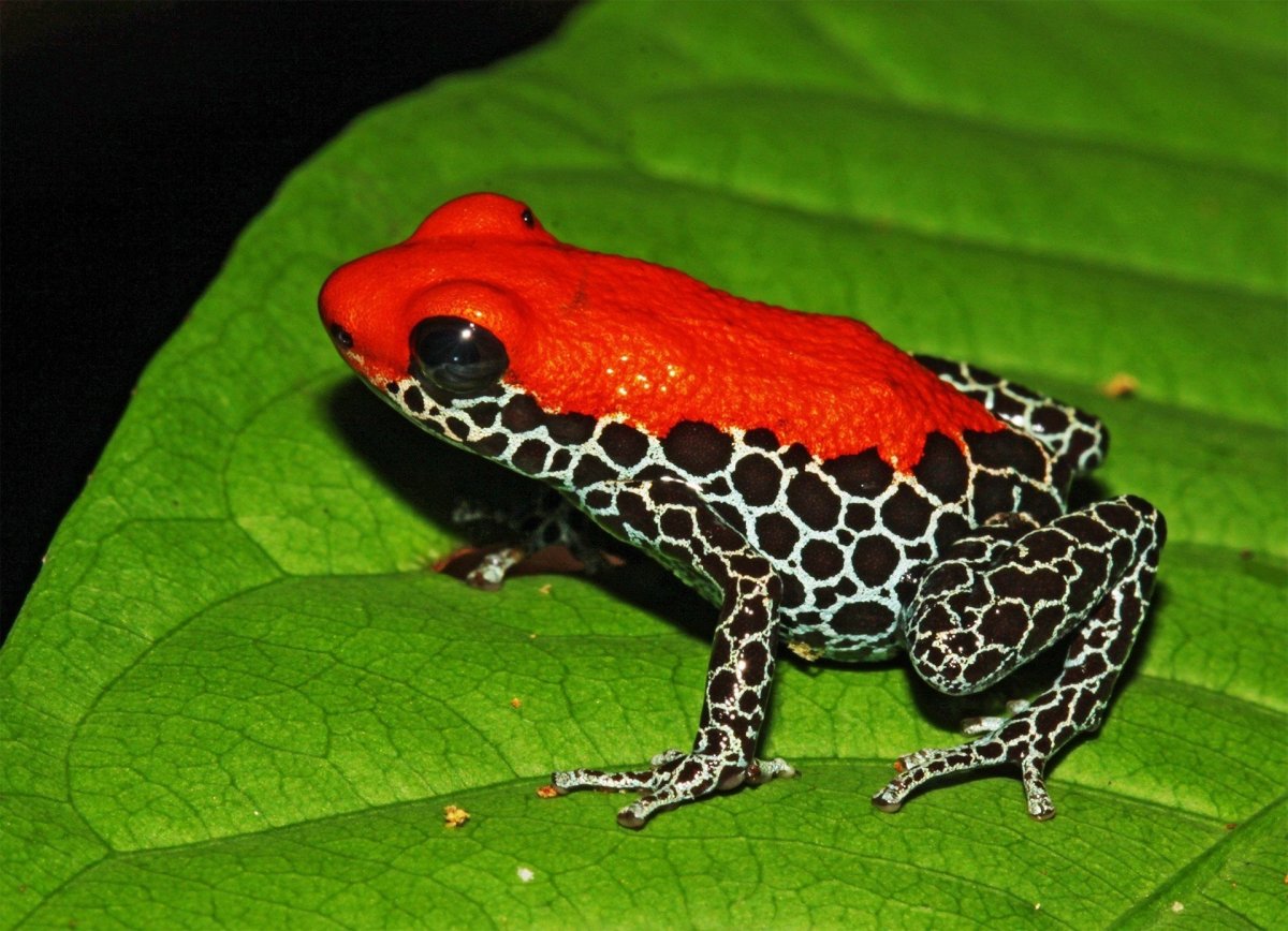 Амазонский древолаз лягушка