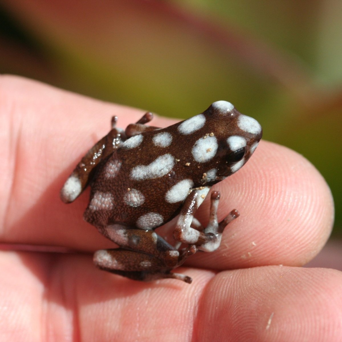 Excidobates mysteriosus