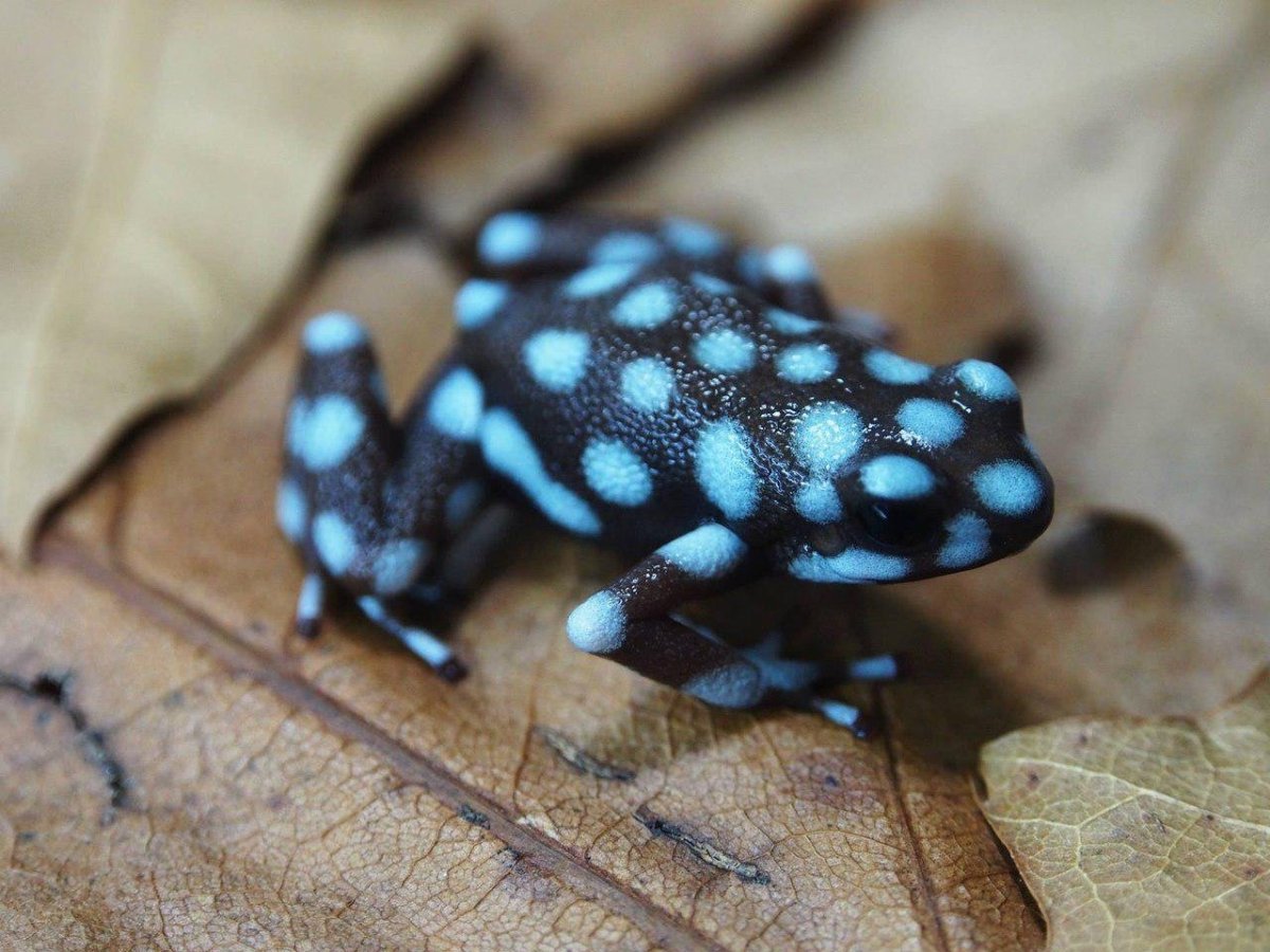 Лягушка древолаз ядовитая