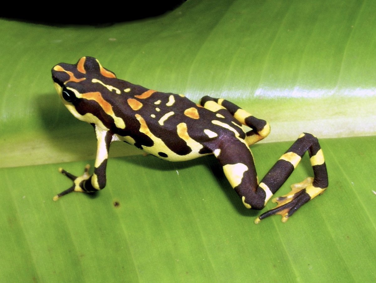 Пятнистый Арлекин лягушка