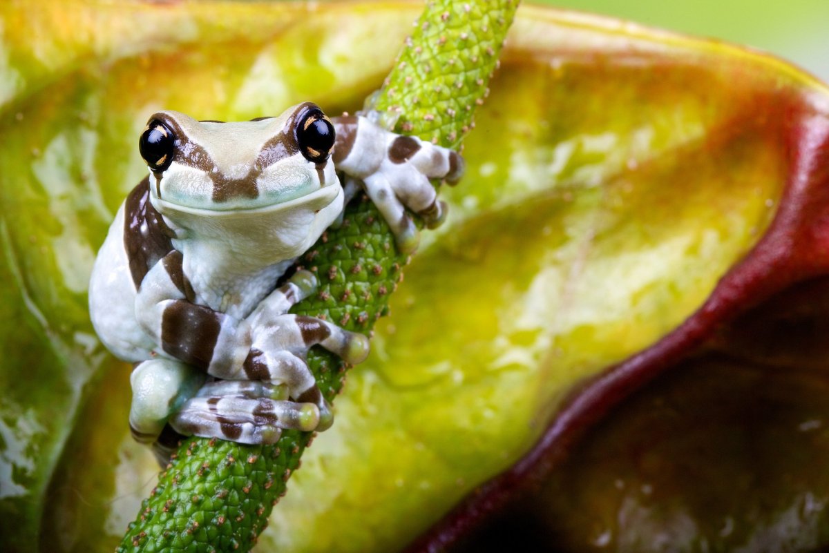 Квакша Арлекин