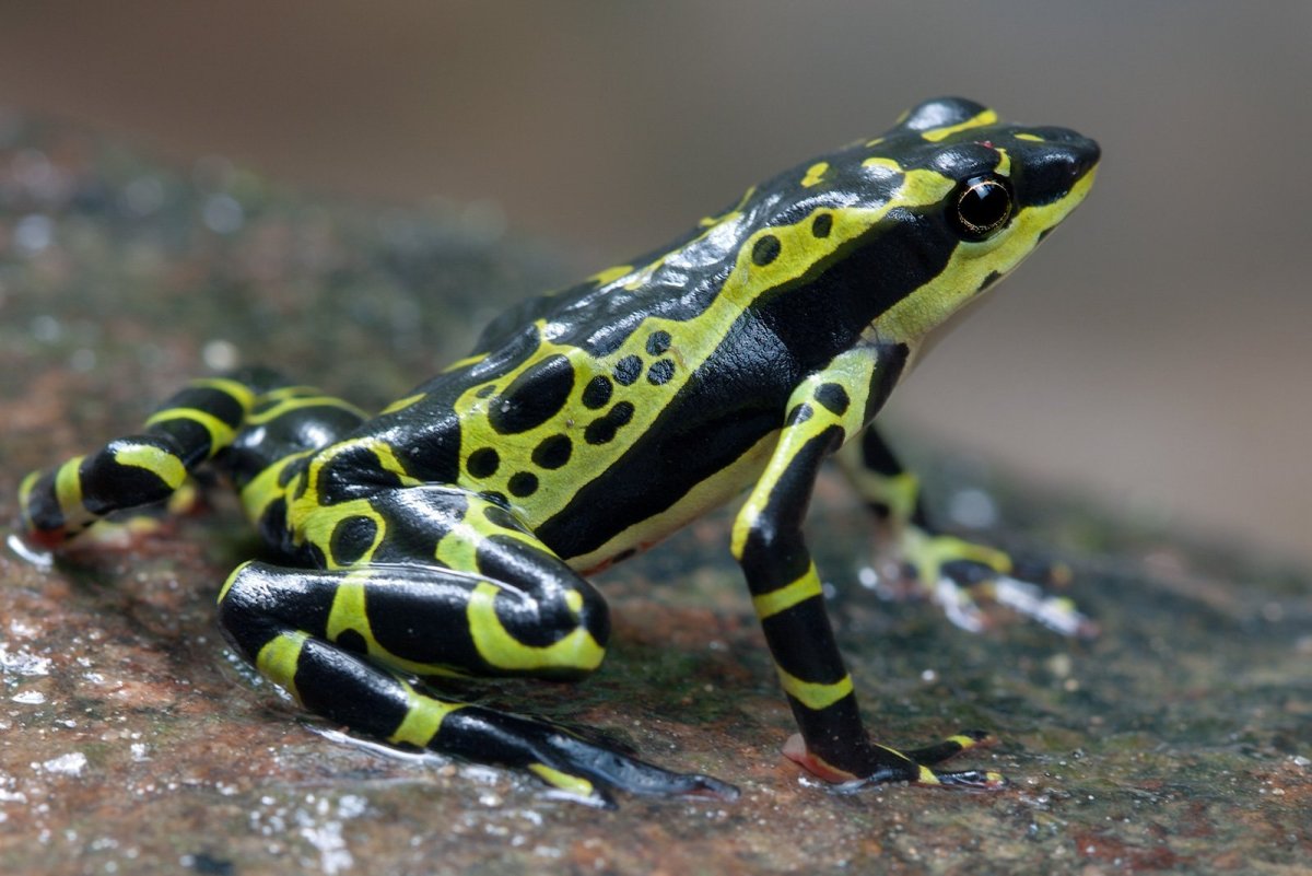 Лягушка ателоп