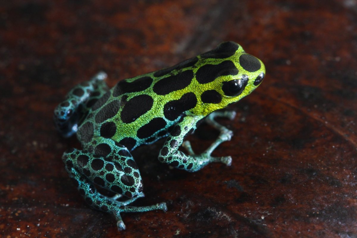 Лягушка пятнистая древолоэ