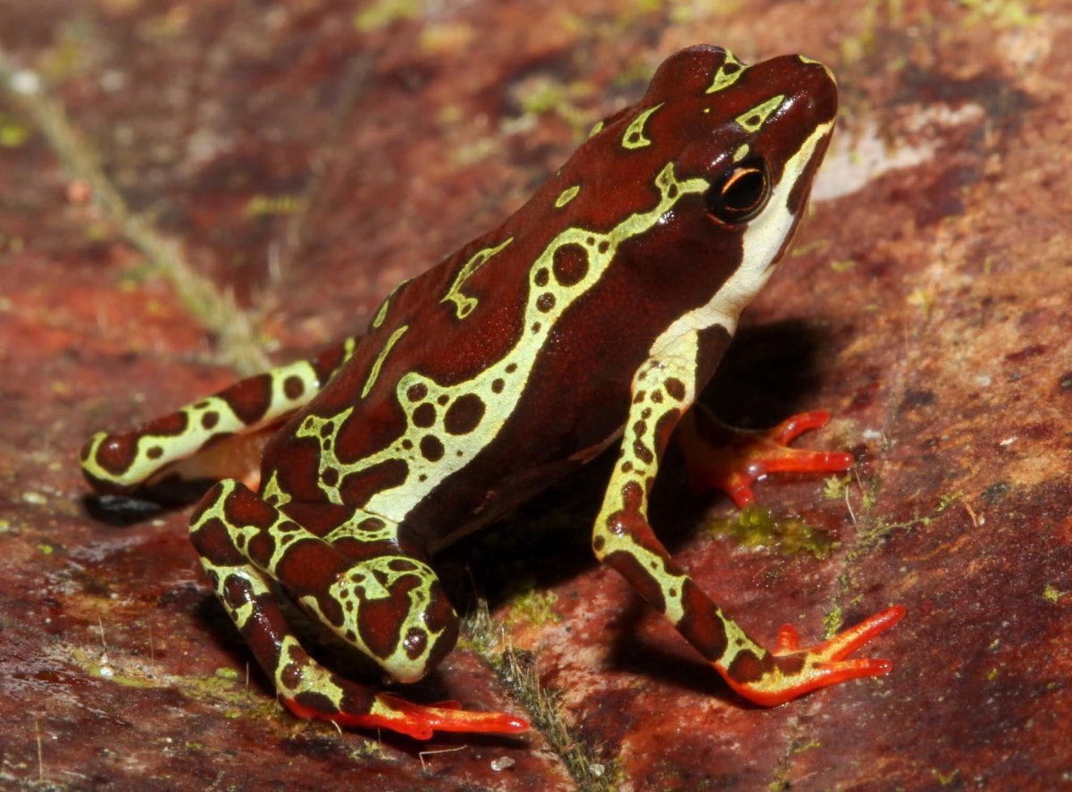 Лягушка Арлекин