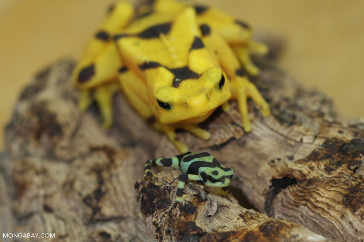 Панамский Арлекин лягушка