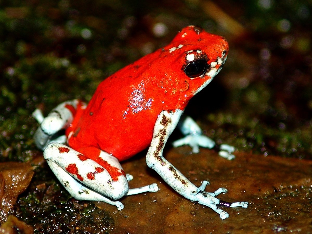 Жабовидная квакша Арлекин