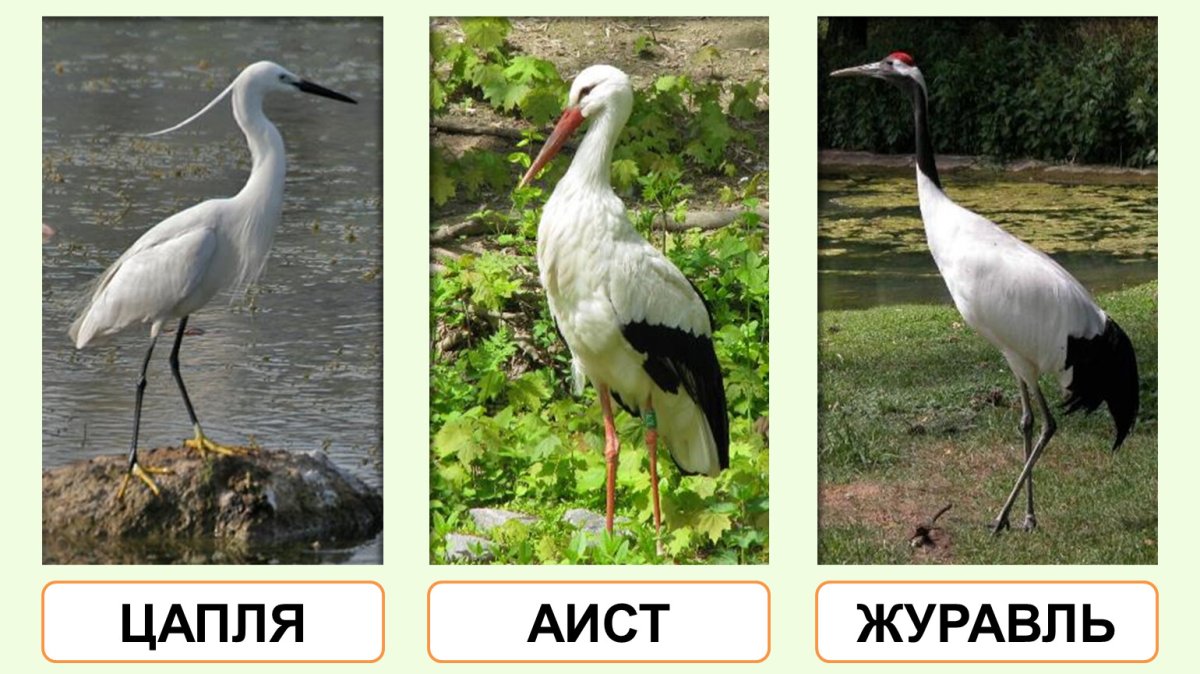 Аист и журавль