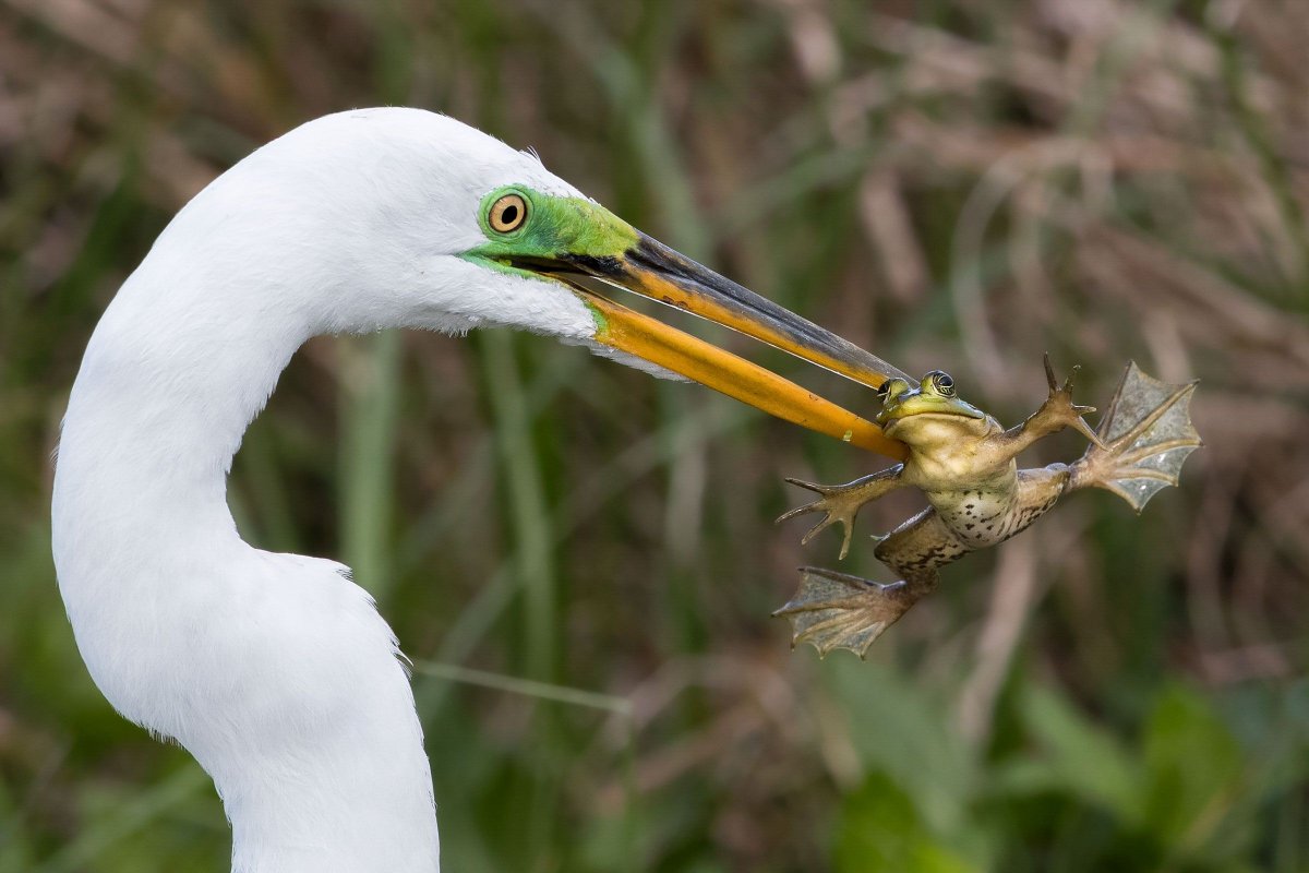 Аисты птицы хищники