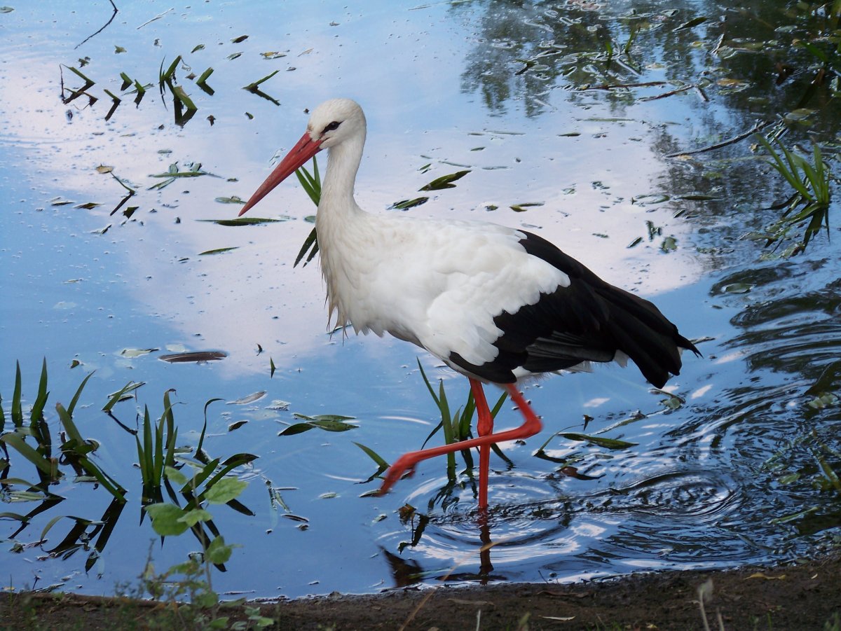 Журавль и цапля