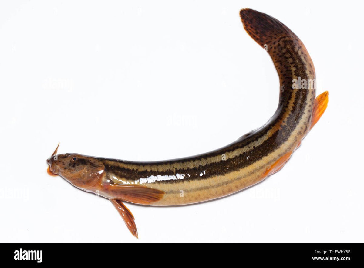 Речная минога Пресноводная рыба